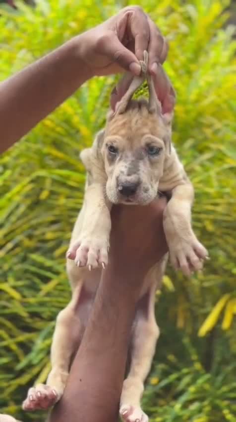 Great Dane Puppy, farm video