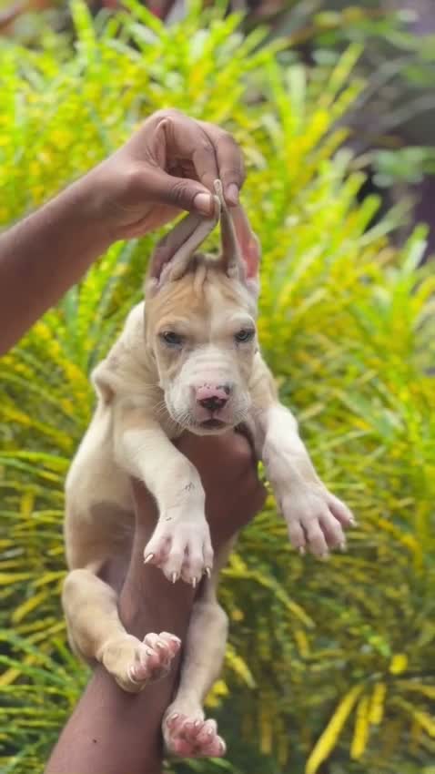 Great Dane Puppy, farm video