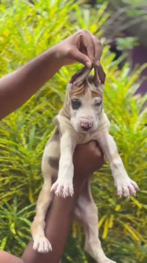 Great Dane Puppy, farm video