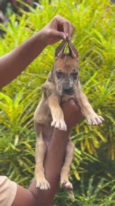 Great Dane Puppy, farm video