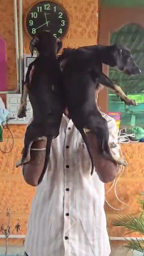 Kanni Puppy, farm video