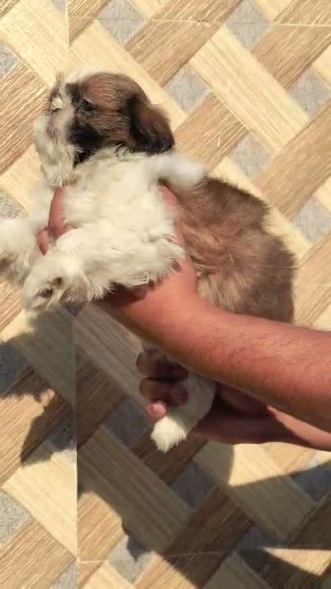 Dachshund Puppy | Brown & Tan, farm video