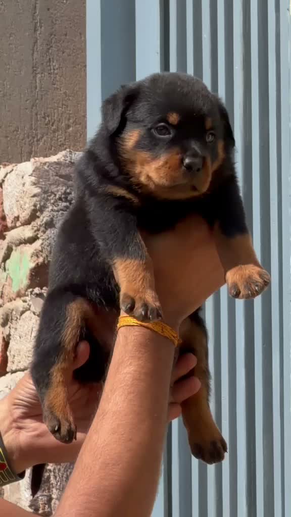 Rottweiler Puppy, farm video