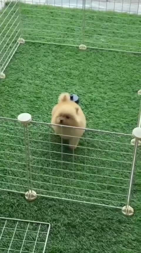 Culture Toy Pom Puppy | White, farm video