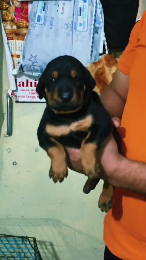 European Doberman Puppy | Black & Tan, farm video