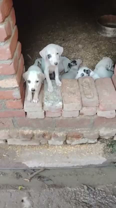 Greyhound Puppy, farm video