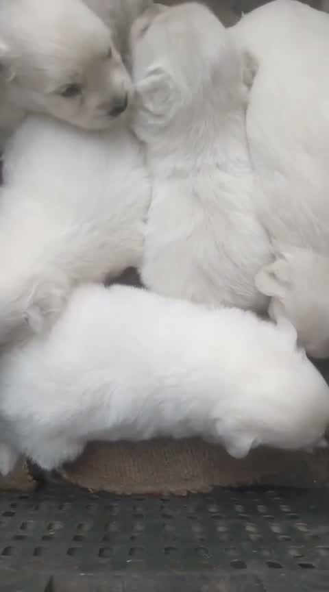 Pomeranian Puppy, farm video