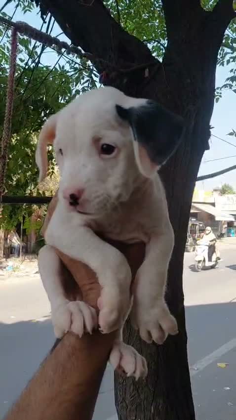 Pitbull Terrier Puppy, farm video