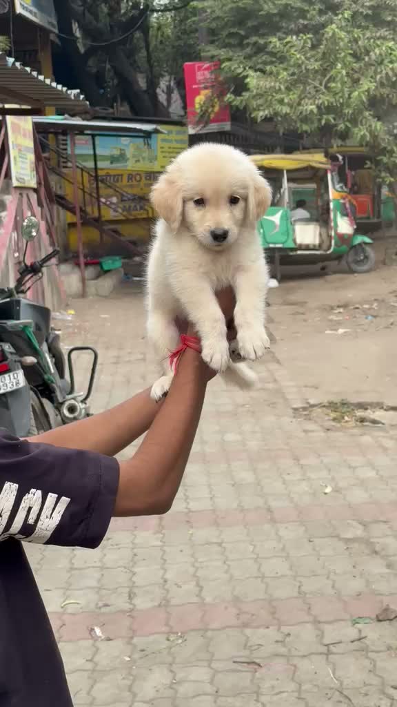 Golden Retriever, farm video