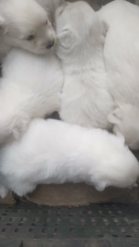 Culture Pom Puppy, farm video