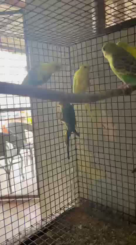Budgies | Fallow, farm video