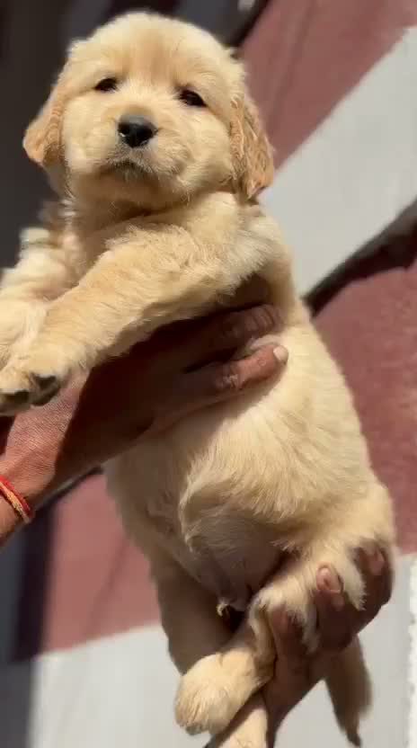 Golden Retriever, farm video