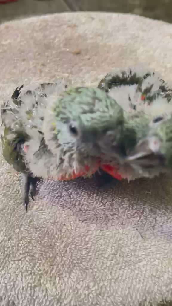 Chattering Lorikeet, farm video