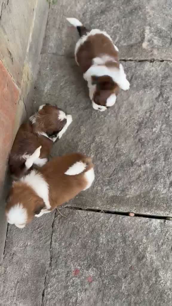 Dachshund Puppy | Brown & Tan, farm video