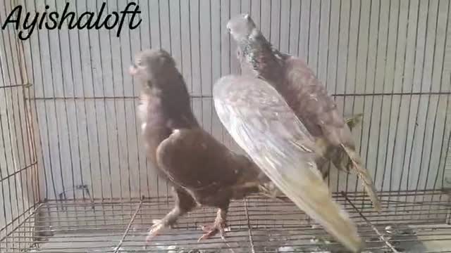 Chotiyal Pigeon, farm video