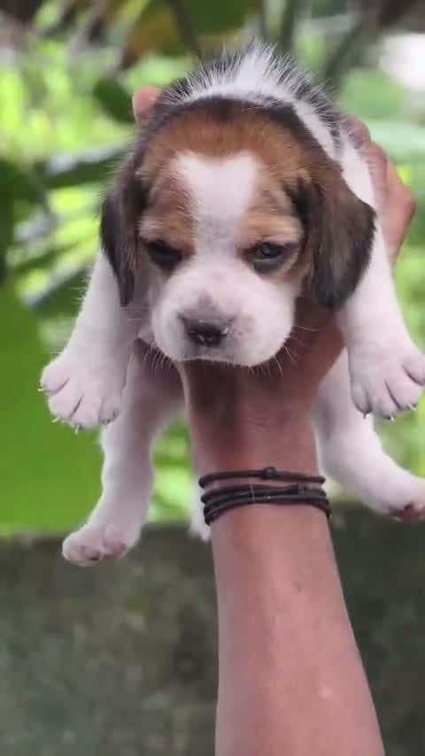 Beagle Black & Tan Puppy, farm video