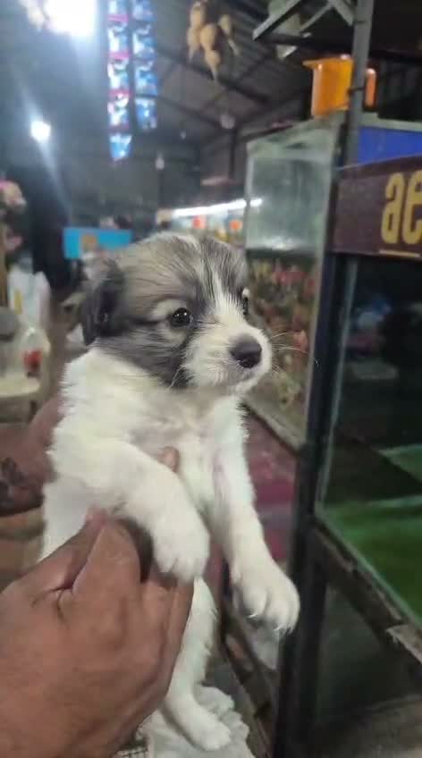 Culture Pom Puppy, farm video