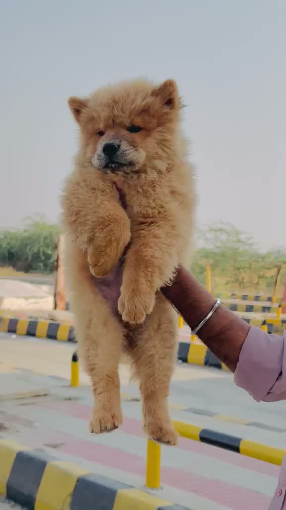 Chow Chow Puppies, farm video