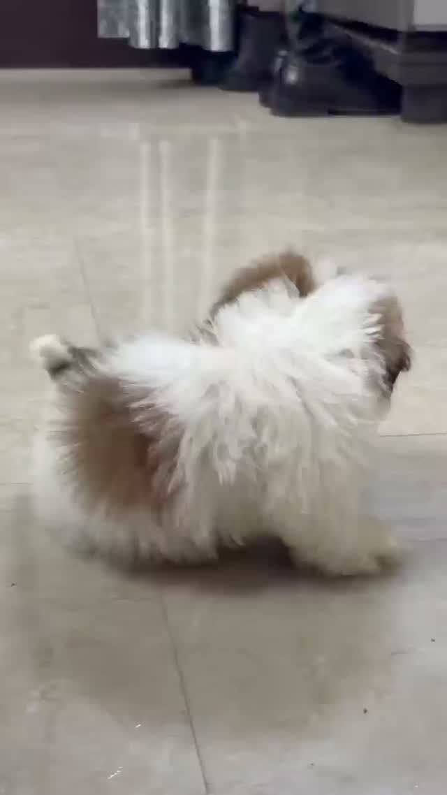 Shih Tzu | Black Color, farm video