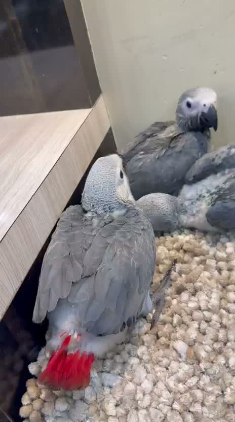 African Grey Parrot, farm video