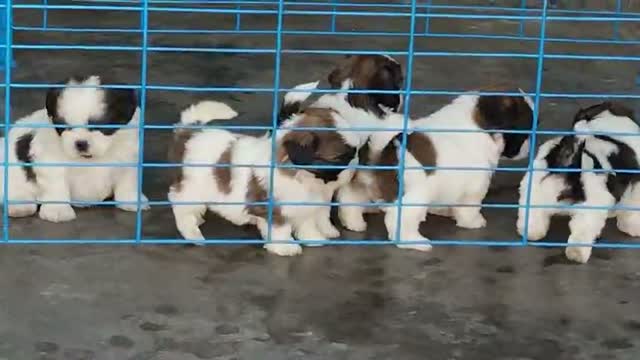 Dachshund Puppy | Brown & Tan, farm video