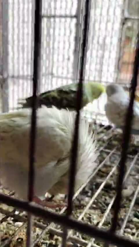 Budgies | Fallow, farm video
