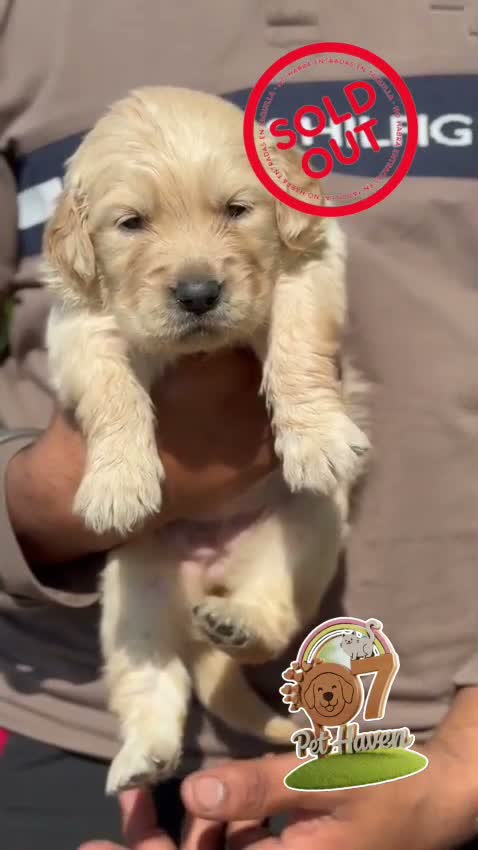 Dachshund Puppy | Brown & Tan, farm video
