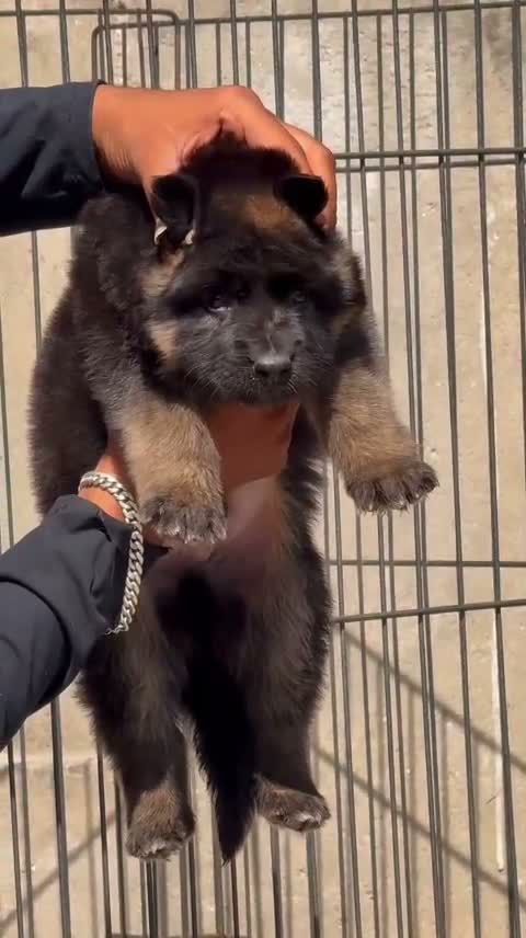 German Shepherd Puppy, farm video
