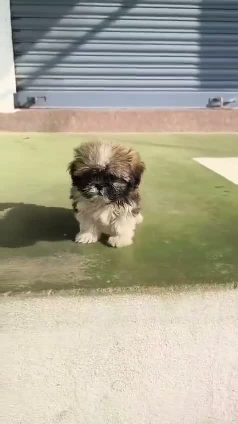 Shih Tzu | Black Color, farm video
