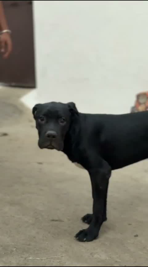 Cane Corso Puppy | Brindle, farm video