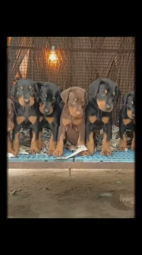 Doberman Pinscher Puppy, farm video