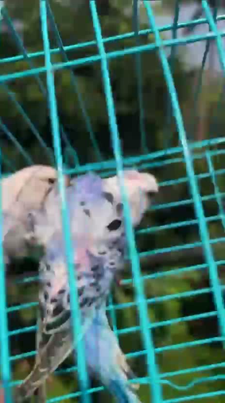 Helicopter Budgies, farm video