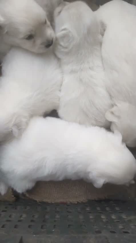 Pomeranian Puppy, farm video
