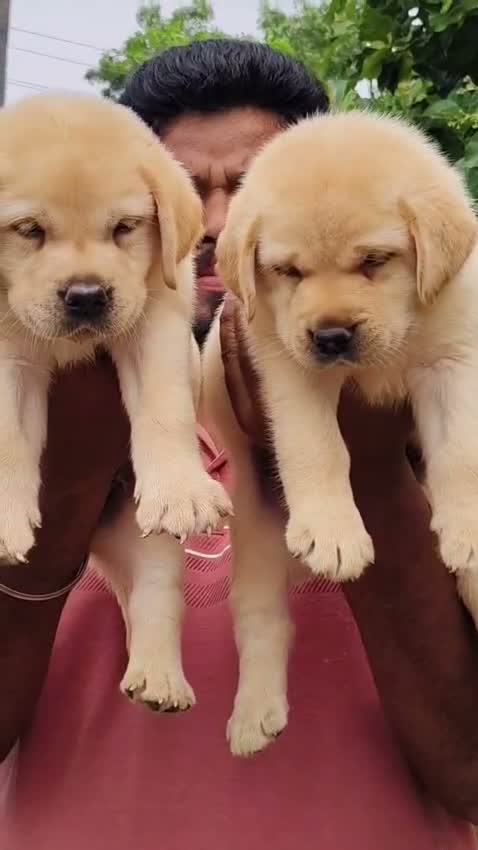 Beagle Black & Tan Puppy, farm video