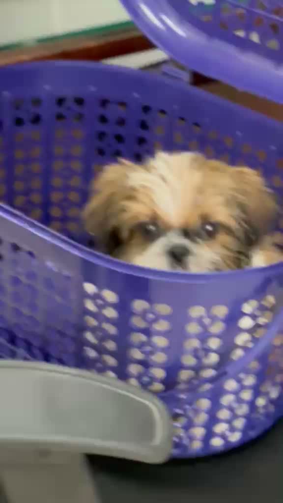 Shih Tzu | Black Color, farm video