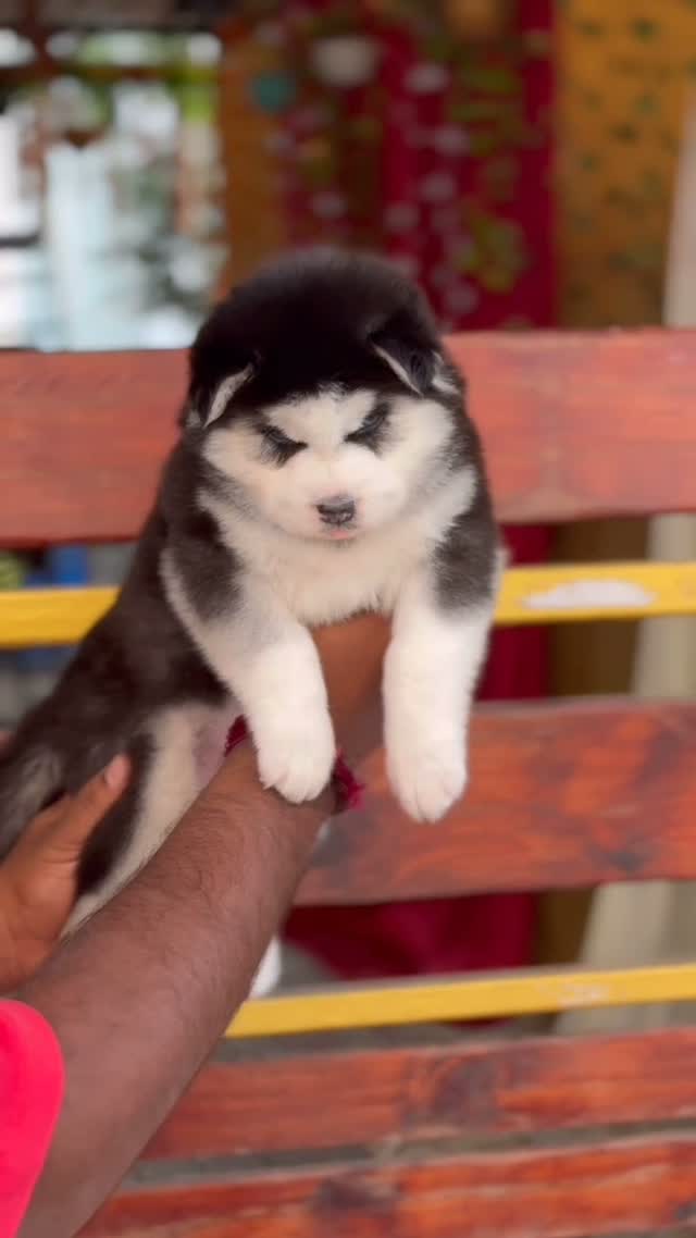 Siberian Husky Puppy | Black & White Color, farm video
