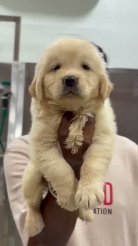 Golden Retriever, farm video