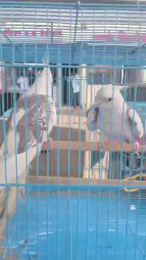 Cockatiel, farm video