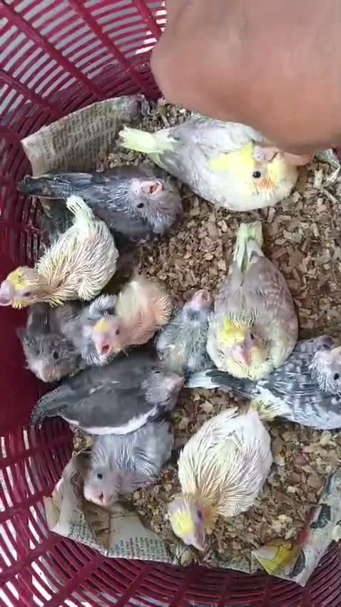 Cockatiel, farm video