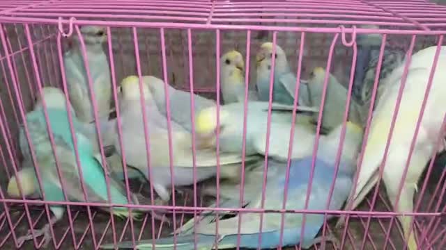 Budgies | Fallow, farm video