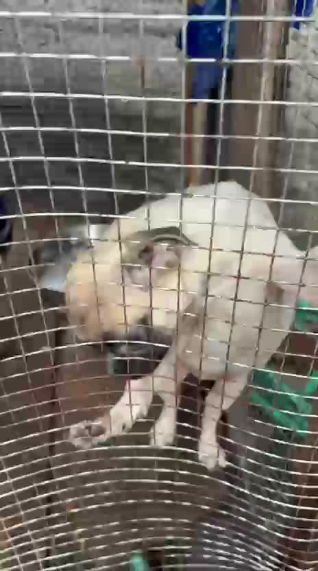 Pug Puppy, farm video