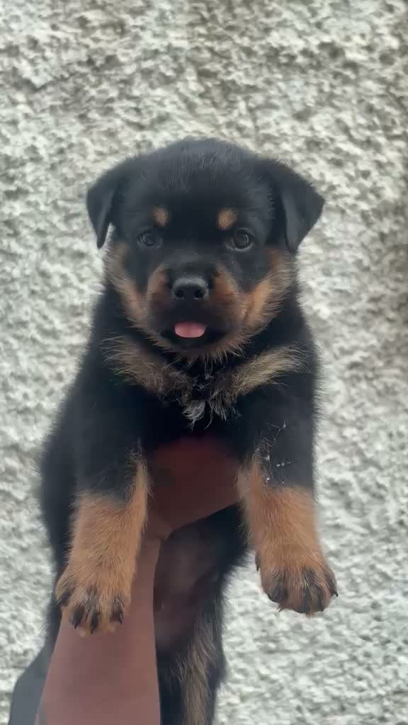 Rottweiler Puppy, farm video