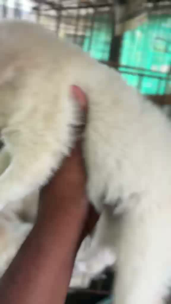 Pitbull Terrier Puppy, farm video
