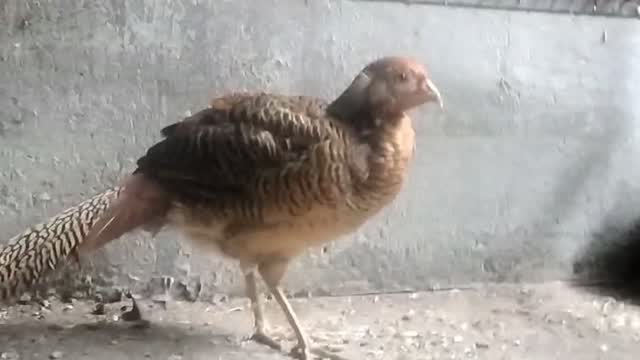 Kanni Puppy, farm video