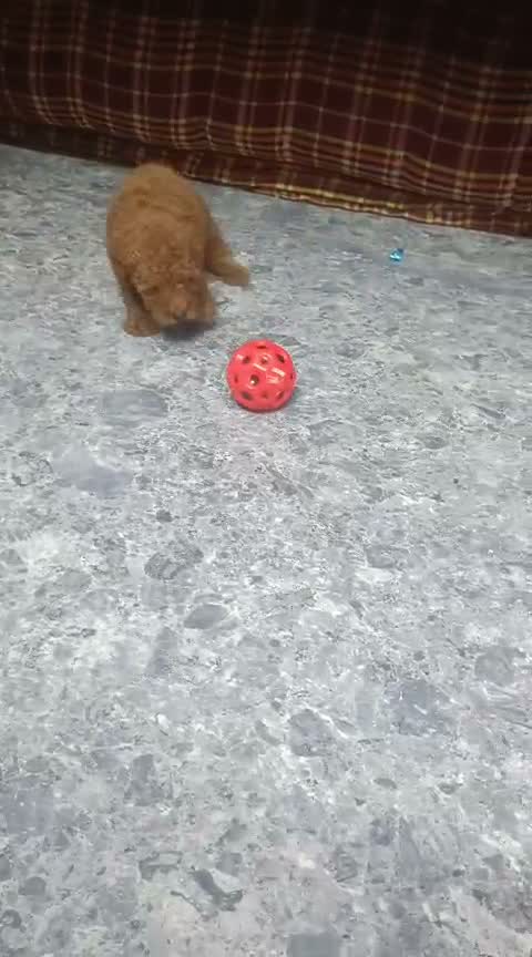 Standard Poodle Puppy, farm video