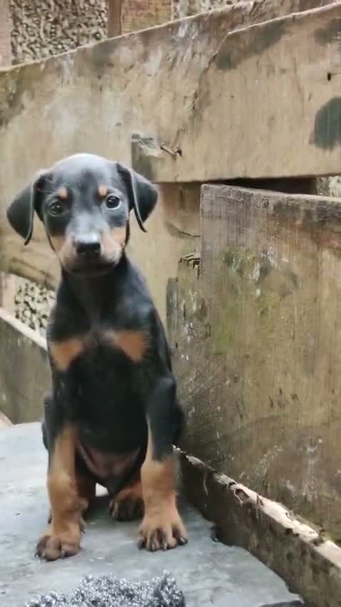 Doberman Pinscher Puppy, farm video