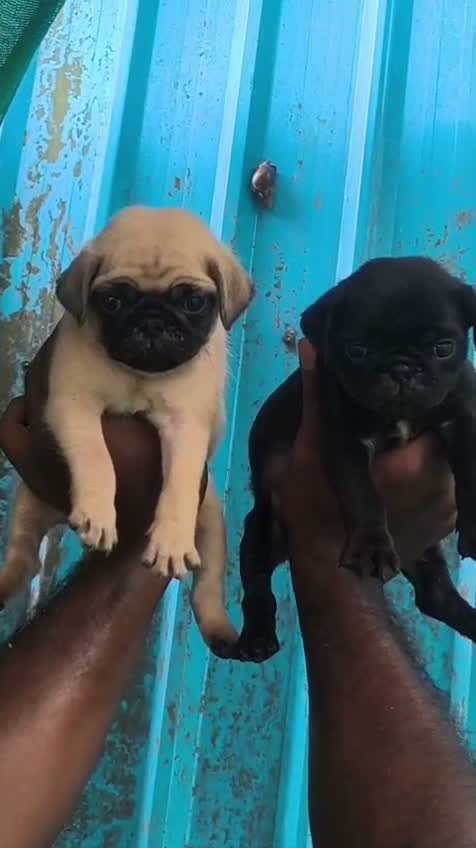 Pug Puppy, farm video