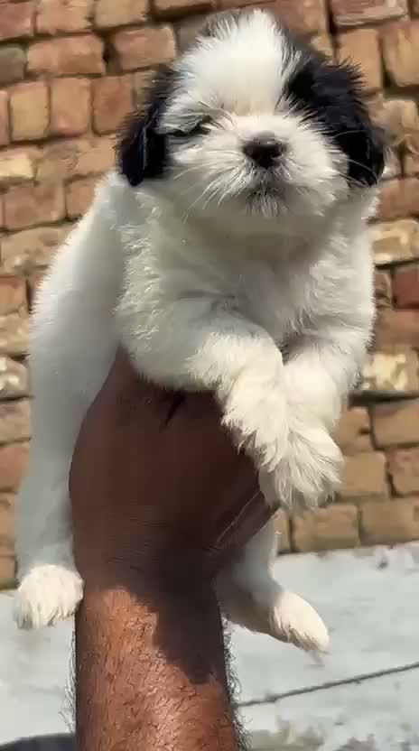 Shih Tzu | Black Color, farm video