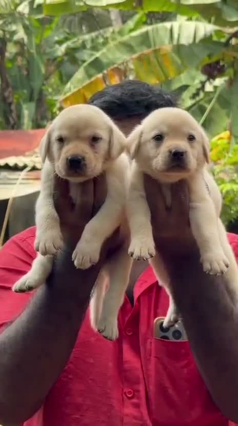 Beagle Black & Tan Puppy, farm video