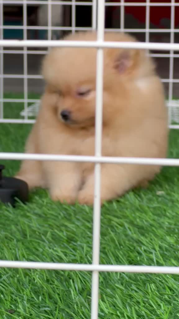 Dachshund Puppy | Brown & Tan, farm video
